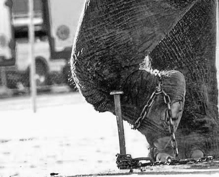 chained-elephant